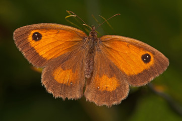 gatekeeper butterfly resting in the sun