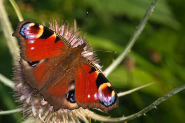 Fototapeta na wymiar paw z otwartymi skrzydłami motyla