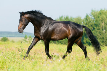 Fototapeta na wymiar koń na wolności biegnie kłusem na łące