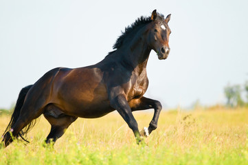 bay horse in freedom runs gallop
