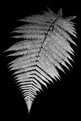 Fern