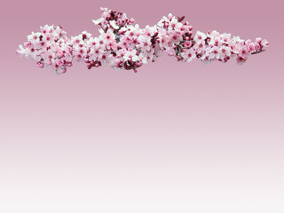 Obraz na płótnie Canvas Pink flowers of prumo