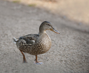Female duck