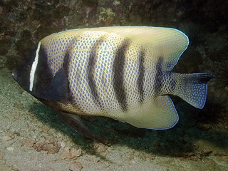 Six Banded Angelfish - Pomacanthus sexstriatus