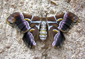 Mariposa de seda nocturna Samia ricini (Asia)