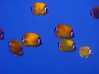 Gordijnen Weavers Butterflyfish - Chaetodon wiebeli © diverstef