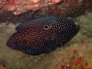 Fototapete Comet - Calloplesiops altivelis © diverstef