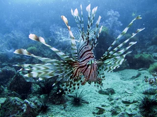 Gordijnen Lionfish © diverstef