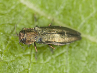 beech splendour beetle, agrilus viridis