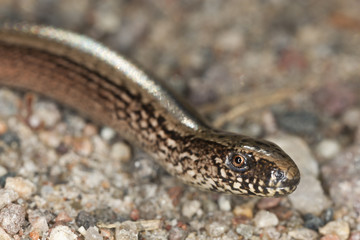 Slowworm, anguis fragilis extreme close up
