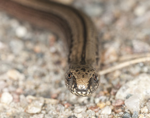 Slowworm, anguis fragilis extreme close up