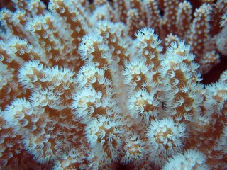 Foto auf Glas Leather, Coral  - Sarcophyton sp. © diverstef