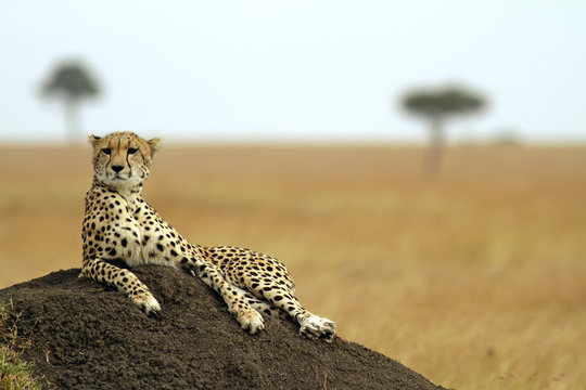 Fototapeta Cheetah on the Masai Mara in Southwestern Kenya