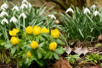 Winter aconite with snowdrop in the background