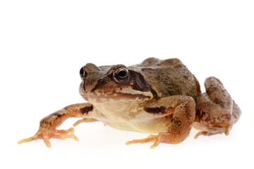 Common european frog, Rana temporaria, crawling
