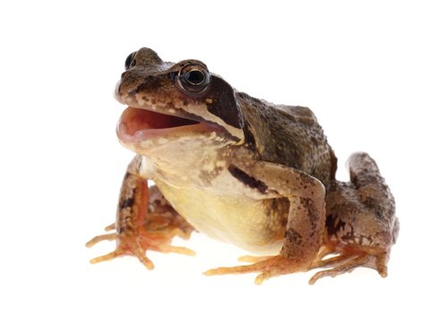 Common european frog, Rana temporaria, with open mouth