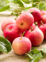 apples