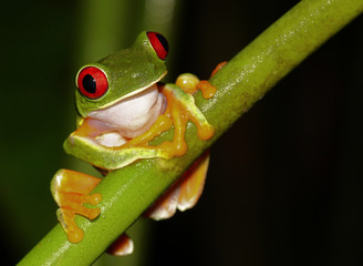 Rotaugenlaubfrosch