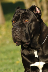 Cane corso dog portrait