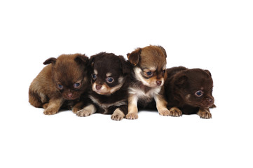 A group of chihuahua puppies in studio