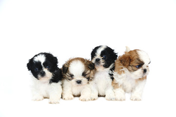 A group of four shih tzu puppies - 34582831