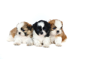 A group of four shih tzu puppies