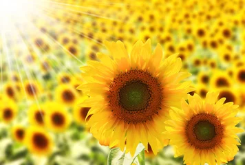 Gartenposter Sonnenblume ひまわり畑と日光