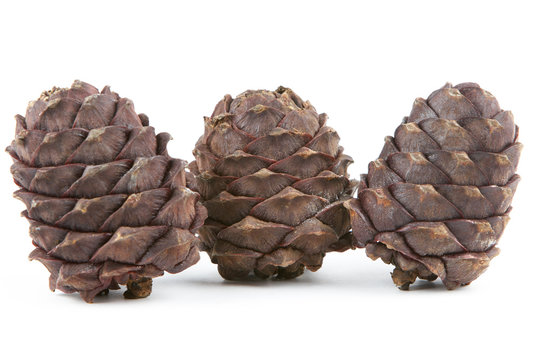 Three cedar cones on a white background