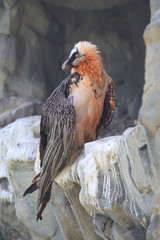 bearded vulture Gypaetus barbatus