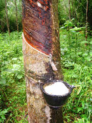 Milk of rubber tree flows into a wooden bowl