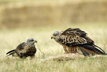 Milanos reales en el campo