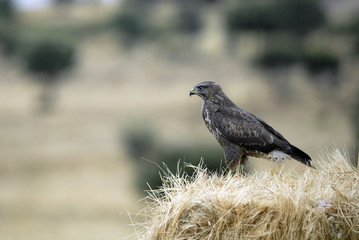 Ratonero vigilando desde la alpaca