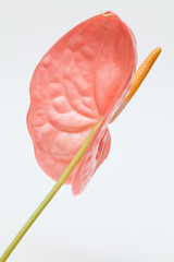 Anthurium.