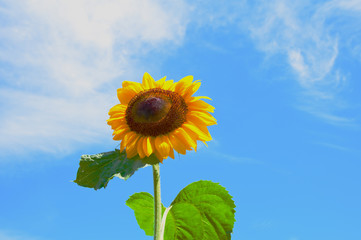 青空に咲く向日葵