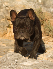 bouledogue
