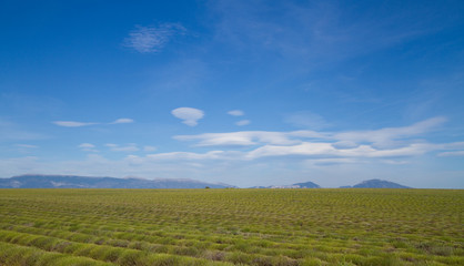 Obraz premium champs de lavande à Valensole