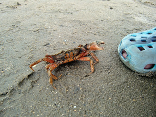 Vorsicht, eine Krabbe