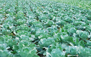 The field of a cabbage