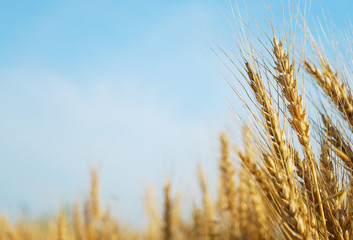 Rye ears and blue sky