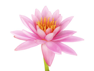 Obraz premium Pink lotus