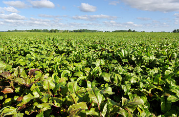 Field of the beetroot.