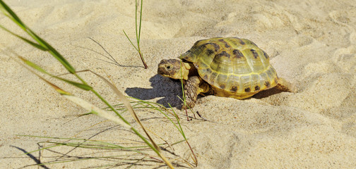 Turtle on a sand.
