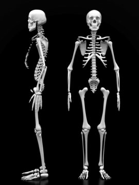 image of a white, a human skeleton on a black background