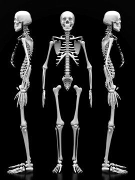 image of a white, a human skeleton on a black background