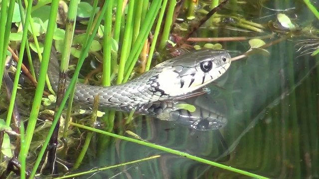video schlange im teich VII