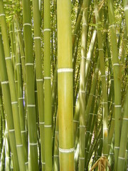Fototapeta premium Bambou