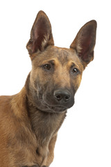 Belgian Shepherd Dog Malinois puppy