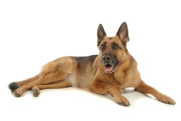 German Shepherd