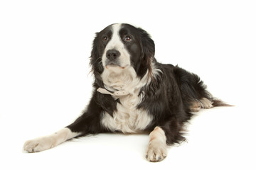 black and white border collie