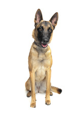Belgian Shepherd Dog